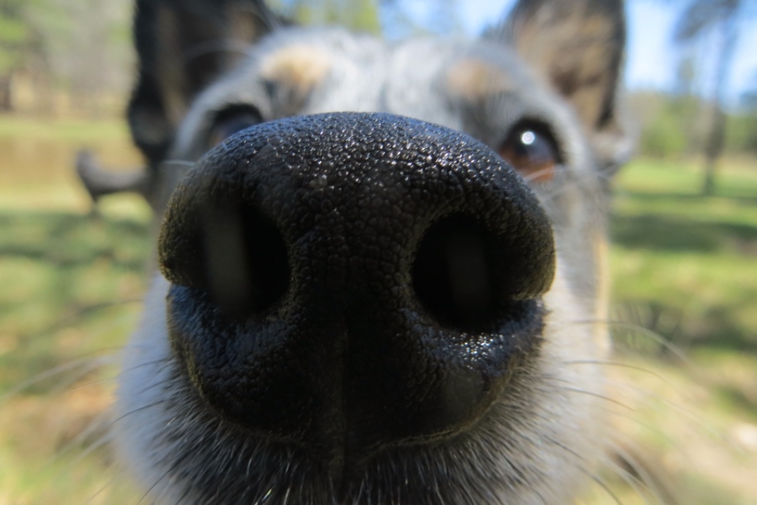 HSE Researchers Use Neural Networks for Odour Recognition Illustration for news: HSE Researchers Use Neural Networks for Odour Recognition